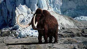 A new company, Wild mission, Bring back, Woolly mammoth HD wallpaper