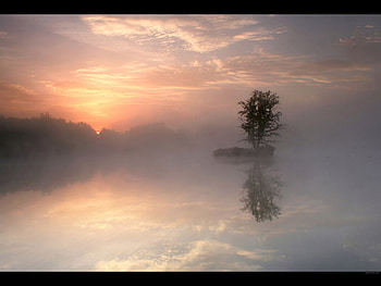 foggy sunset, fog, nature, tree, beauty HD wallpaper