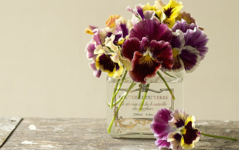Plants, Flowers, Bouquets HD wallpaper