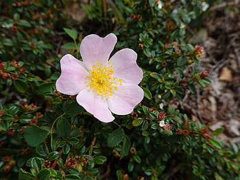 Flowers, Pink, Flower, Plant, Macro, Bloom, Flowering HD wallpaper