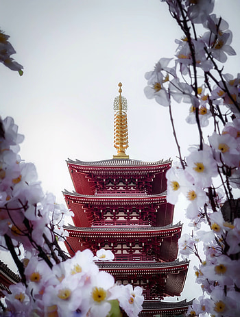 Flowers, Sakura, Building, Miscellanea, Miscellaneous, Pagoda, Temple HD phone wallpaper