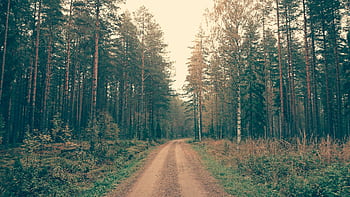 A peaceful dirt road winding through a dense pine forest under a soft, natural light. HD wallpaper