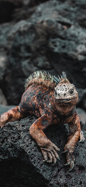 Marine iguana, Iguana HD phone wallpaper