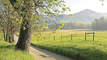 Nature, Trees, Grass, Path, Fence HD wallpaper