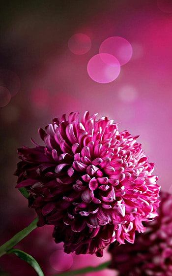 Dark pink chrysanthemum, , Purple flowers, Best flower HD phone wallpaper