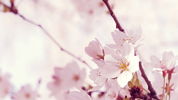 Plants, Flowers HD wallpaper