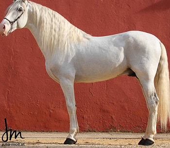 White Iberian Beauty, spanish, andalusian, horses, white HD wallpaper