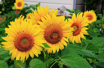 Flowers, Sunflowers, Summer, Close-Up, Row HD wallpaper