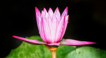 Close up, pink, bud, water lily HD wallpaper