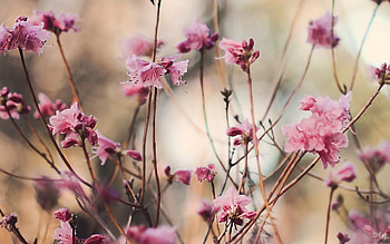 Flowers, Branches, Bloom, Flowering, Spring, Kidney, Kidneys HD wallpaper