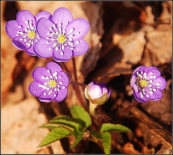 first spring flowers, purple, flowers, spring, forest HD wallpaper