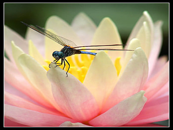 waterlily, touch, dragonfly, pink, lake HD wallpaper