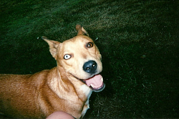 darla, dogs, mixed dog HD wallpaper
