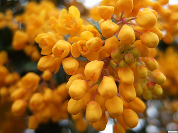 Plants, Flowers HD wallpaper