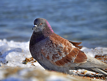 Animals, Ice, Snow, Bird, Dove HD wallpaper