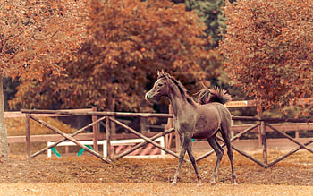 Animals, Background, Autumn, Horse, Corral, Stallion HD wallpaper