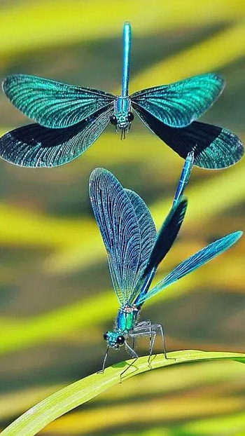 Dragonfly, Blue Insect HD phone wallpaper