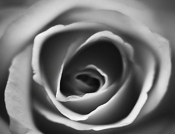 twisted, plants, soft, delecte, nice, rose, blossoms, bud, nature, flowers, blooms, lovely HD wallpaper