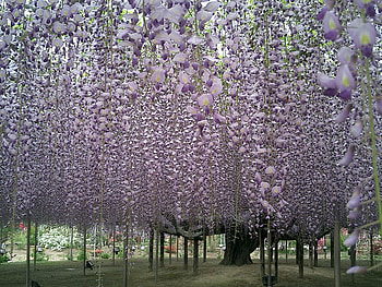 glicinia, purple, japan, beautiful, flowers HD wallpaper