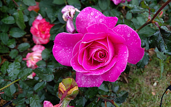 Rose, drops, pink, flower, macro HD wallpaper