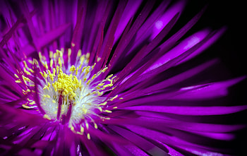 Flowers, Flower, Petals, Pollen HD wallpaper