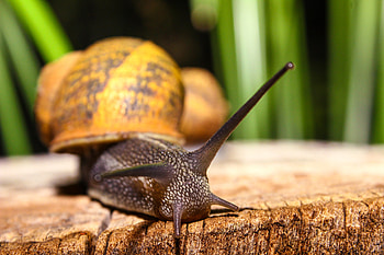 Macro, Close-Up, Snail, Carapace, Shell, Antennae, Tendrils HD wallpaper