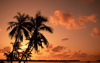Landscape, Nature, Palms HD wallpaper
