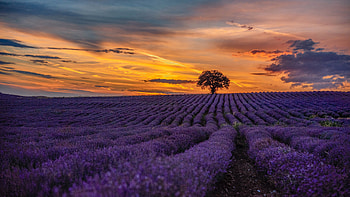 Lavender, Ultra , Breathtaking background, Floral beauty HD wallpaper