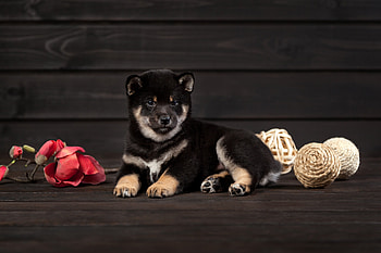Shiba Inu, animal, Shiba, Inu, Dog HD wallpaper