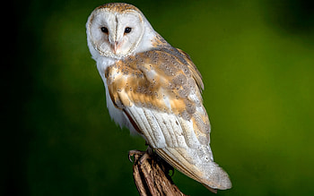 Barn owl, pasari, bird, owl, barn, bufnita, nature HD wallpaper