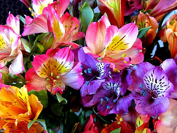 color explosion, explosion, colours, nature, flowers HD wallpaper
