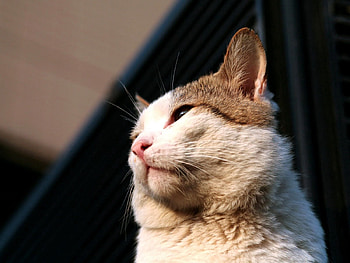 Animals, Cat, Muzzle, Wool HD wallpaper