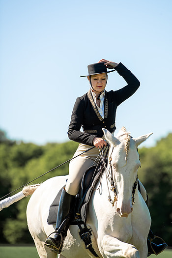 Equitation sports, Thomas grad maker, Working equitation, Horse riding HD phone wallpaper