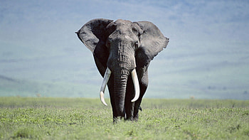 Animals, Grass, Stroll, Big, Large, Elephant HD wallpaper