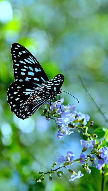 Black Butterfly, Wonderful, Aesthetic, Background HD phone wallpaper