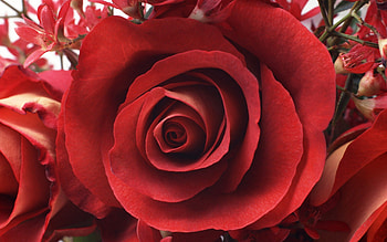 Flowers, Rose Flower, Rose, Petals, Bud HD wallpaper