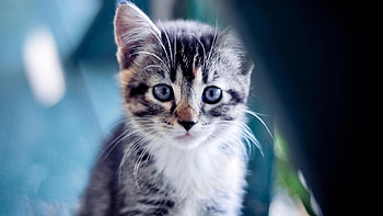 Animals, Cats HD wallpaper