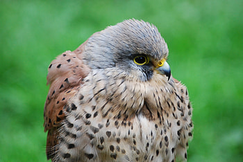 Animals, Bird, Beak, Predator, Hawk, Kestrel HD wallpaper