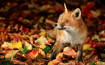 Animals, Autumn, Leaves, Fox, Stroll, Fright HD wallpaper