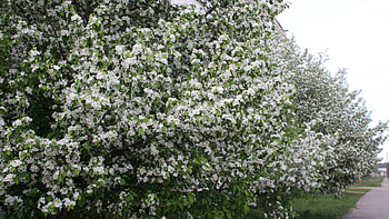Spring, Nature, Wood, Tree, Bloom, Flowering HD wallpaper