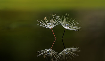 Drops, Reflection, Macro, Dandelion, Fluff, Fuzz HD wallpaper