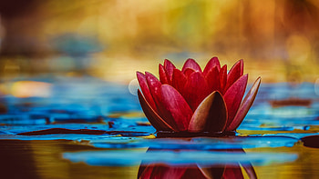 Lotus nature plant HD wallpaper