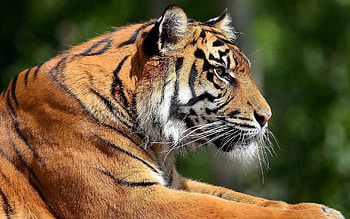 Animals, Lie, To Lie Down, Muzzle, Predator, Big Cat, Sight, Opinion, Tiger, Profile HD wallpaper