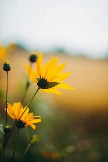 Flowers, Flower, Macro, Petals HD phone wallpaper