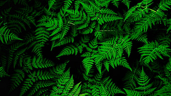 Leaves, Green Leaves HD wallpaper