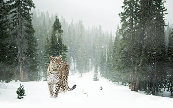 Snow leopard walking through a snowy evergreen forest in winter season. HD wallpaper