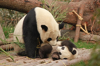 Adorable pandas playing outdoors, showcasing wildlife charm. HD wallpaper