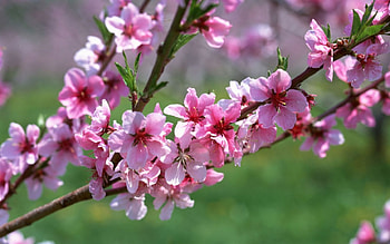 blossom, branch, grass, flower HD wallpaper