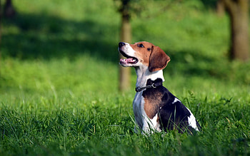 Animals, Grass, Spotty, Spotted, Playful, Puppy, Beagle HD wallpaper