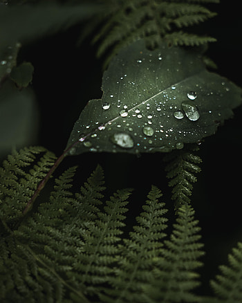 Plants, Leaves, Drops, Macro, Wet HD phone wallpaper